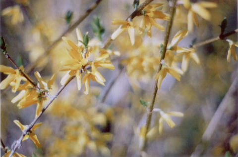 forsythia